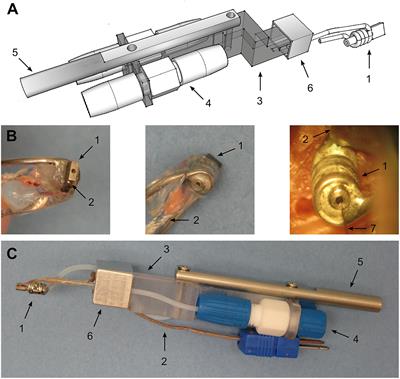 Effects of Cortical Cooling on <mark class="highlighted">Sound Processing</mark> in Auditory Cortex and Thalamus of Awake Marmosets